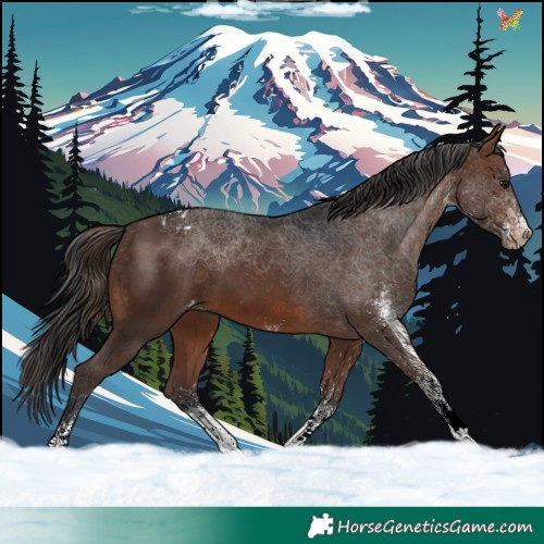 Horse Color:White Spotted Brown Tobiano Appaloosa 