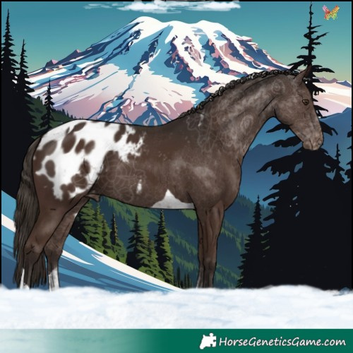 Horse Color:Liver Chestnut Tobiano Blanket 
