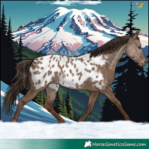 Horse Color:Liver Red Dun Appaloosa 