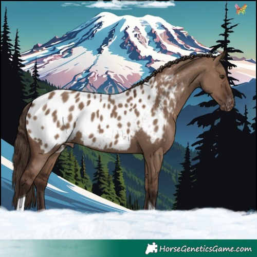 Horse Color:Liver Red Dun Tobiano Appaloosa