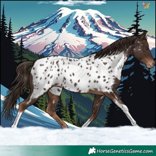 Horse Color:Liver Chestnut Tobiano Appaloosa