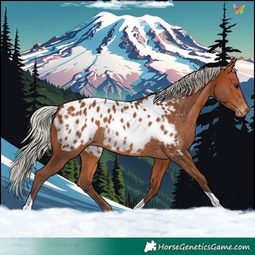 Horse Color:Silver Bay Tobiano Appaloosa 