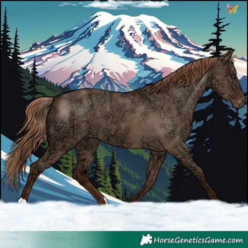 Horse Color:Liver Red Dun Ice Appaloosa 
