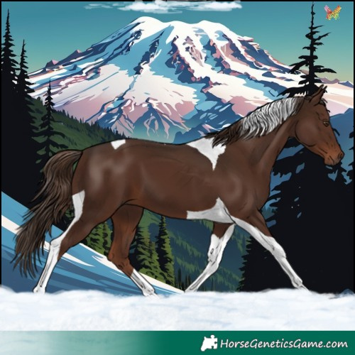 Horse Color:Liver Chestnut Tobiano