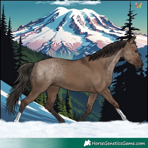 Horse Color:Liver Red Dun Tobiano