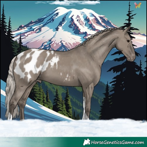 Horse Color:Silver Grullo Tobiano Appaloosa