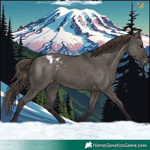 Horse Color:Smoky Grullo Appaloosa 