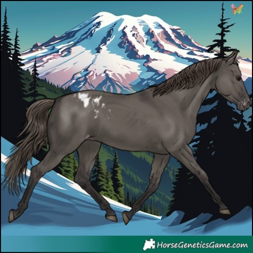 Horse Color:Smoky Grullo Appaloosa