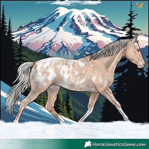 Horse Color:Silver Classic Champagne Ice Tobiano Appaloosa 