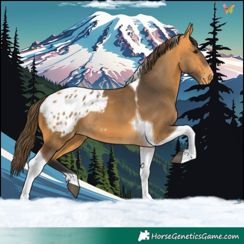 Horse Color:Buckskin Tobiano Appaloosa 
