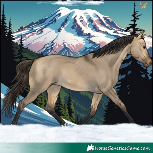 Horse Color:Buckskin Dun 