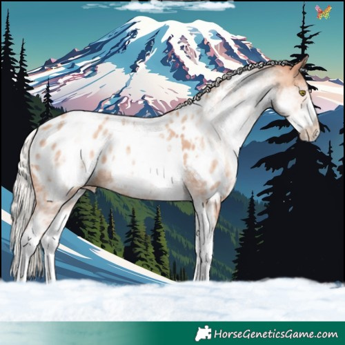 Horse Color:White Spotted Silver Amber Champagne Ice Tobiano Appaloosa