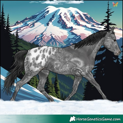 Horse Color:Black Ice Appaloosa 