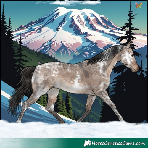 Horse Color:White Spotted Brown Ice Dun Rabicano 