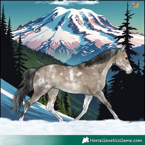 Horse Color:White Spotted Brown Dun Rabicano 