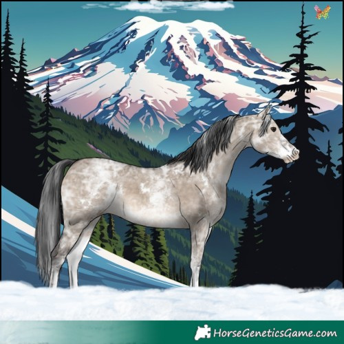 Horse Color:White Spotted Brown Ice Dun Rabicano