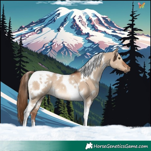 Horse Color:White Spotted Red Dun Tobiano Rabicano