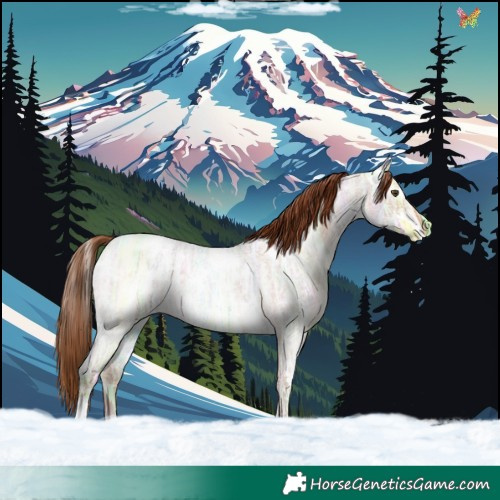 Horse Color:White Spotted Red Dun Ice Roan Rabicano 