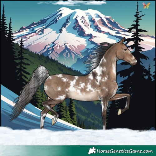 Horse Color:White Spotted Brown Dun Rabicano 