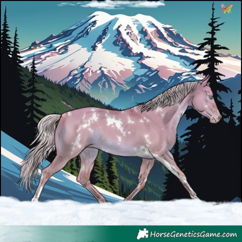 Horse Color:White Spotted Silver Amber Champagne Dun Rabicano 