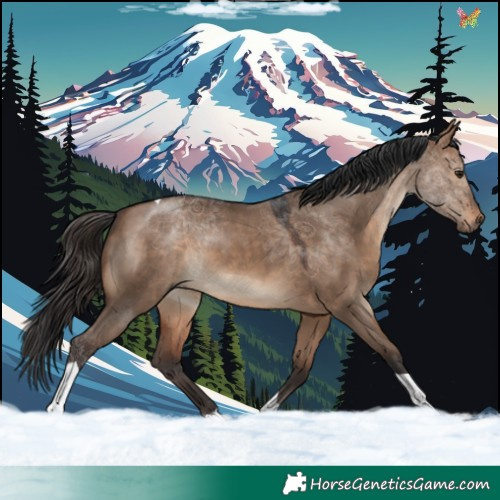 Horse Color:Brown Dun Tobiano 