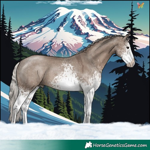 Horse Color:White Spotted Silver Grullo 