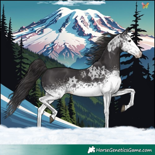 Horse Color:White Spotted Smoky Black Ice Tobiano Rabicano 