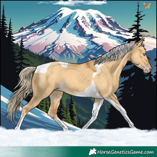 Horse Color:Gold Cream Champagne Dun Tobiano 