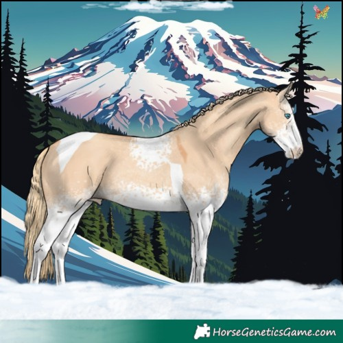 Horse Color:White Spotted Gold Champagne Dun Tobiano Rabicano 