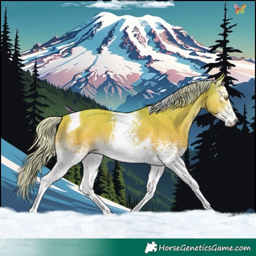 Horse Color:White Spotted Palomino Tobiano 