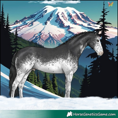 Horse Color:White Spotted Black 