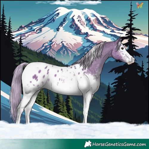 Horse Color:White Spotted Chocolate Palomino Dun Tobiano Blanket Rabicano