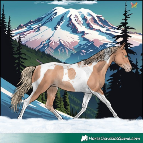 Horse Color:Gold Champagne Tobiano Rabicano