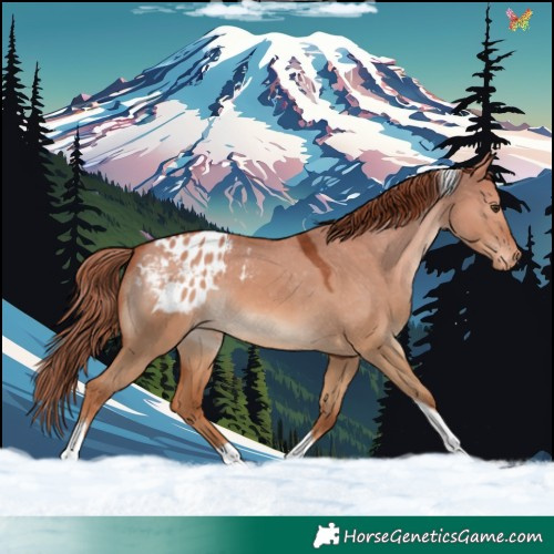 Horse Color:Red Dun Tobiano Appaloosa 