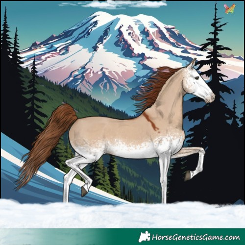 Horse Color:White Spotted Red Dun 