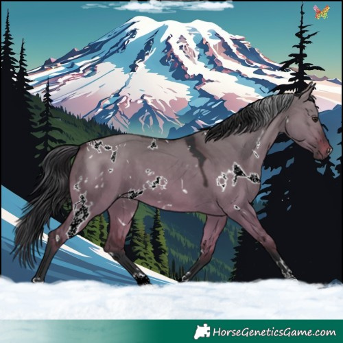 Horse Color:White Spotted Brown Dun 