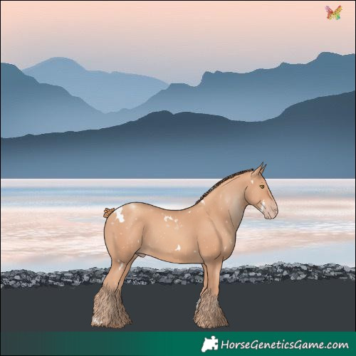 Horse Color:White Spotted Gold Champagne 
