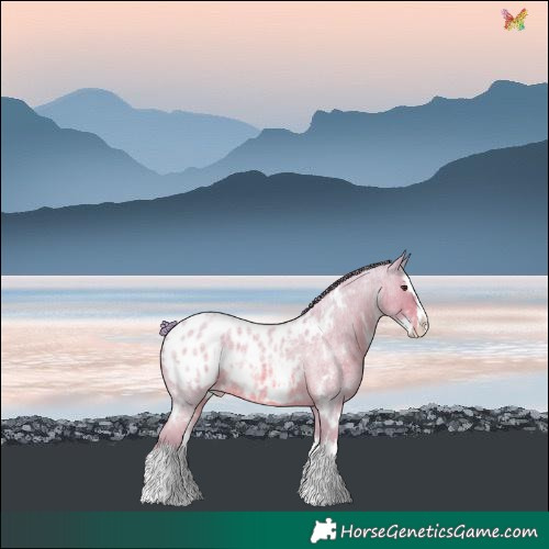 Horse Color:Watercolor White Spotted Red Roan Splash Blanket Rabicano 