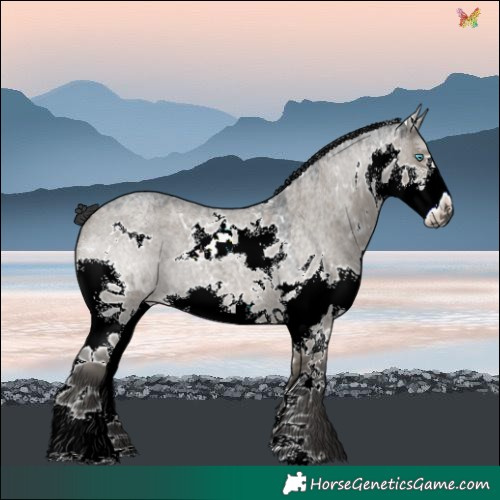 Horse Color:White Spotted Grullo Roan Splash 