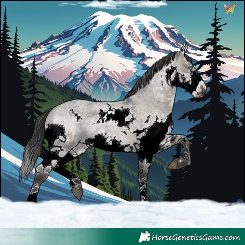 Horse Color:White Spotted Grullo Roan Splash