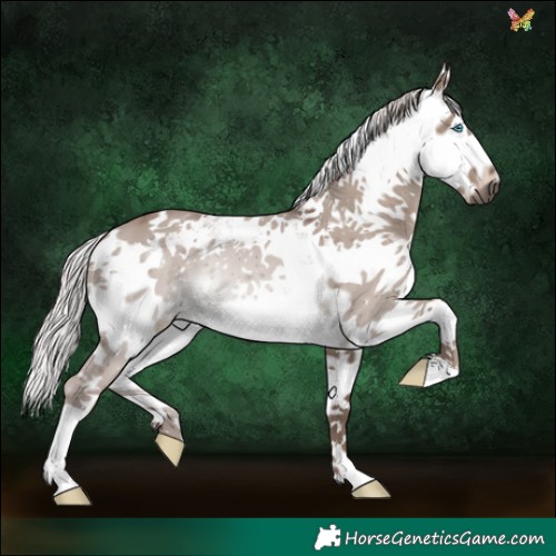 Horse Color:White Spotted Silver Grullo Sabino Splash 