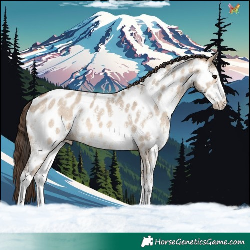 Horse Color:Bay Dun Sabino Appaloosa