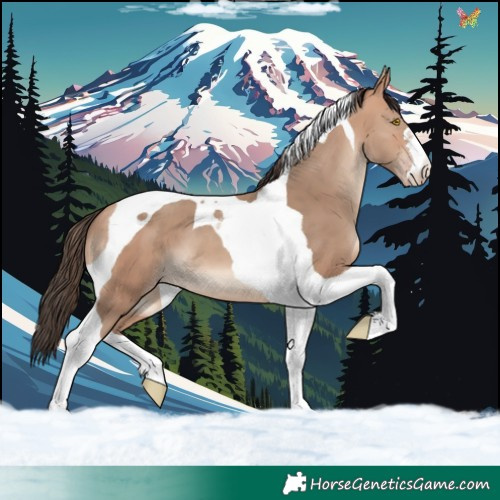 Horse Color:Amber Champagne Tobiano 