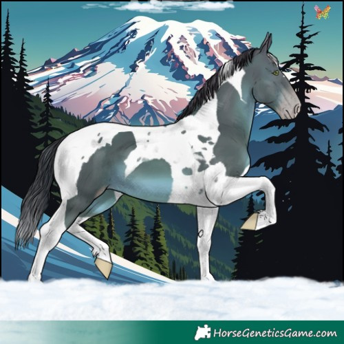 Horse Color:Sable Champagne Tobiano 