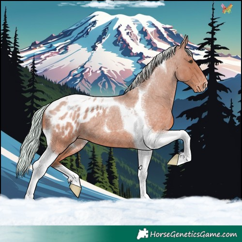 Horse Color:Silver Bay Roan Tobiano Blanket
