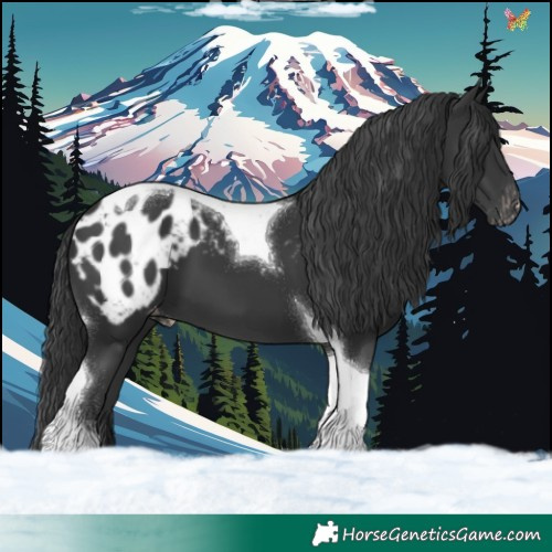Horse Color:Black Tobiano Appaloosa 