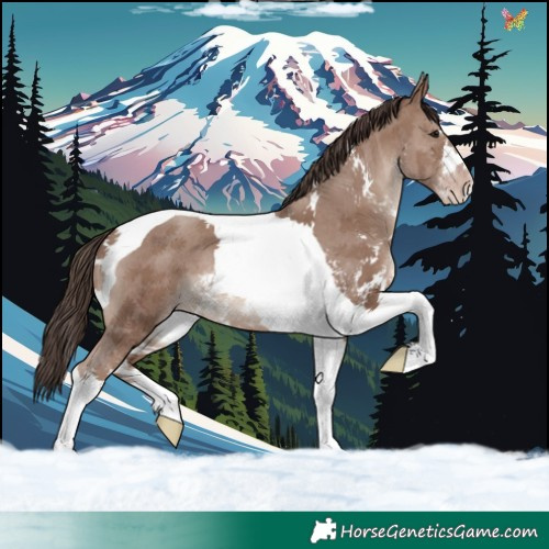 Horse Color:Classic Champagne Sabino Tobiano