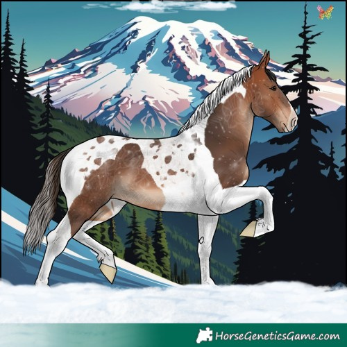 Horse Color:Bay Tobiano 
