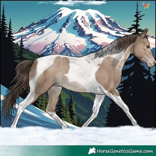 Horse Color:Classic Champagne Tobiano