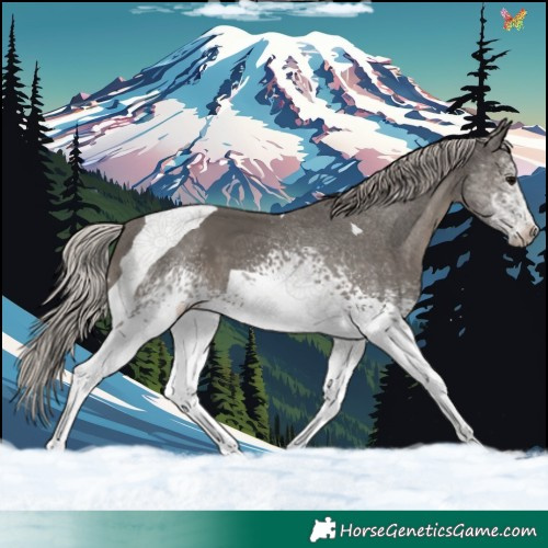 Horse Color:White Spotted Silver Black Tobiano 